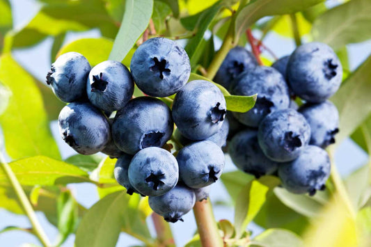 Northern Highbush Blueberry – Hardy Fruit Tree Seeds