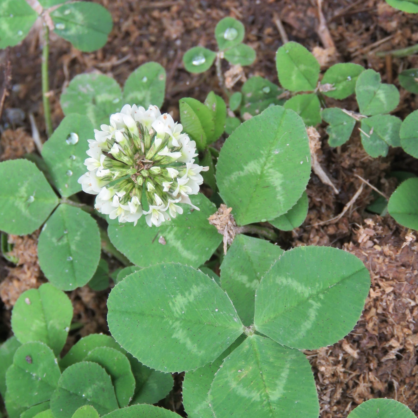 White Clover Flower – Perennial Flower Seeds