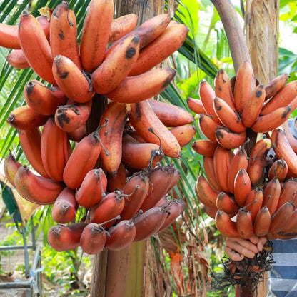 Red Banana Seeds for Planting – Heirloom, Non-GMO, Musa Acuminata Red Variety, Easy to Grow