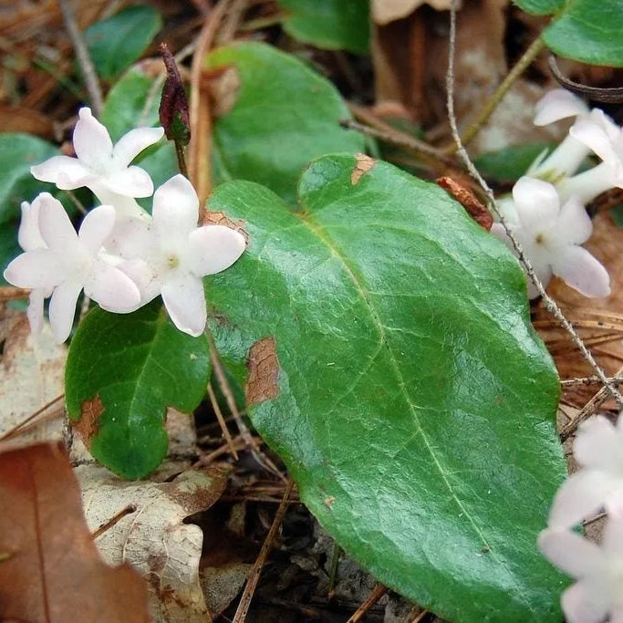 Trailing Arbutus Seeds EpigaeaRepens Fragrant Woodland Groundcover - Early Spring Blooms