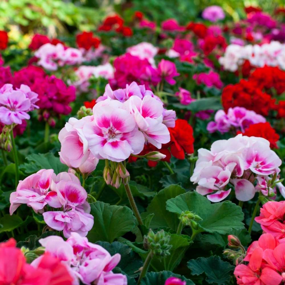 Mixed Geranium Flower Seeds  Colorful Garden Blooms | Easy-to-Grow Annual & Perennial Mix