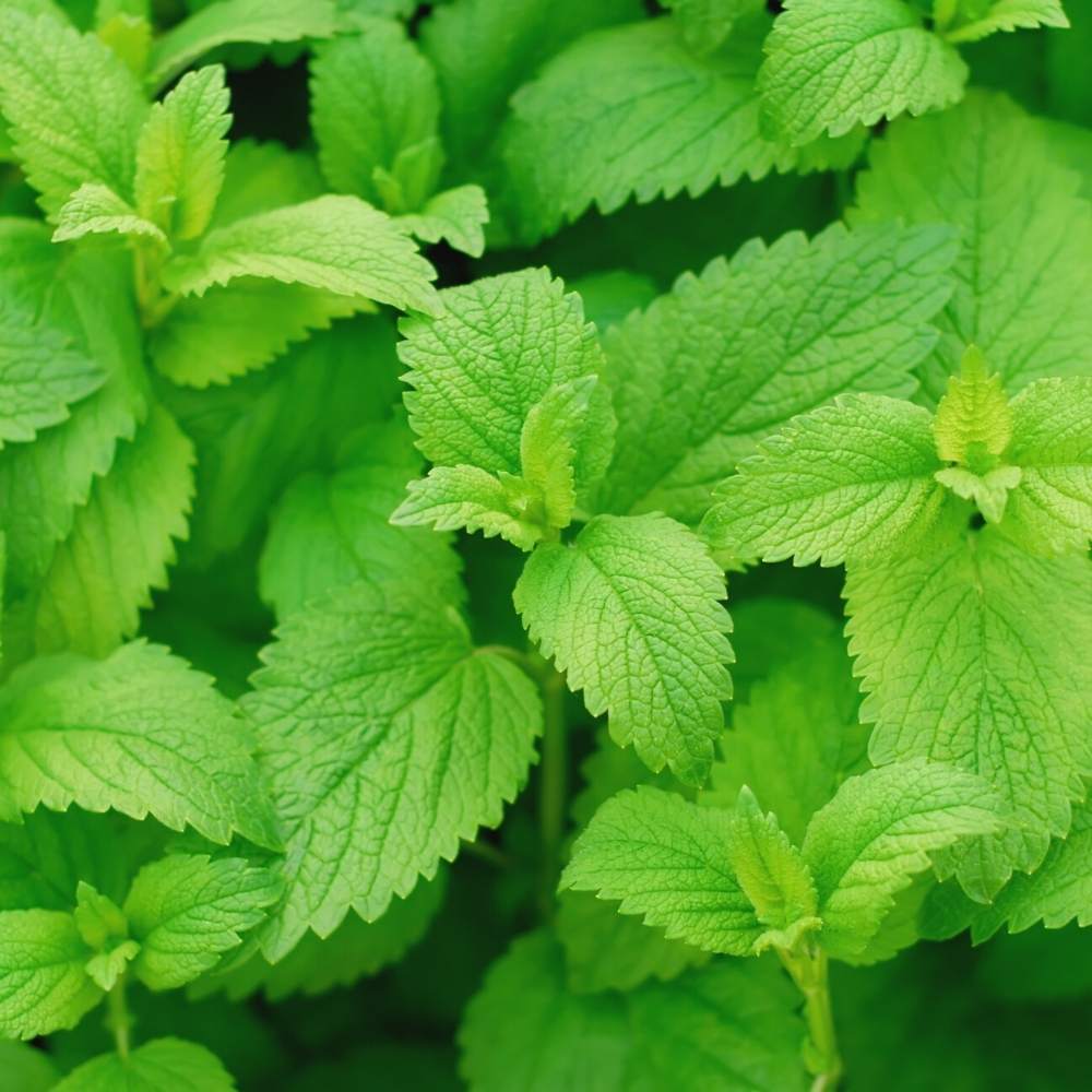 Lemon Balm Melissa Officinalis – Herb Garden Seeds