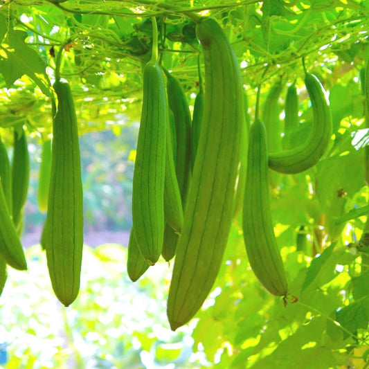 Luffa Cylindrica – Loofah Vegetable Garden Seeds