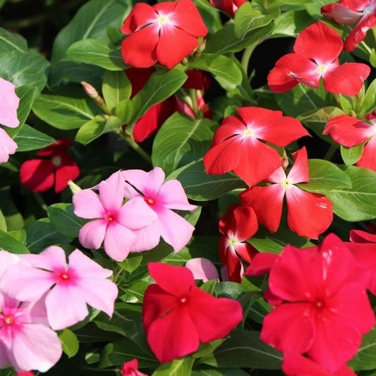 Bold Mix Vinca – Mixed, Perennial Flower Seeds