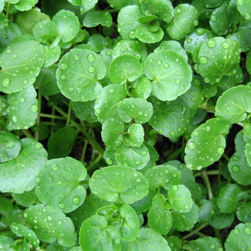 Cress Watercress Seeds – Garden Flower Seeds