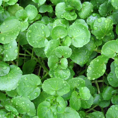 Cress Watercress Seeds – Garden Flower Seeds