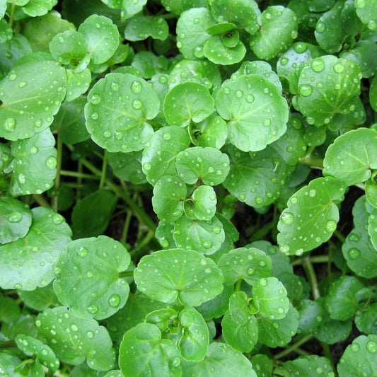 Cress Watercress Seeds – Garden Flower Seeds