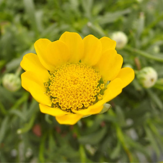 Yellow Daisy – Hardy Wildflower Garden Seeds