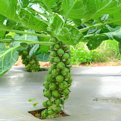 Brussels Sprout Cabbage Green Vegetable Seeds For Planting