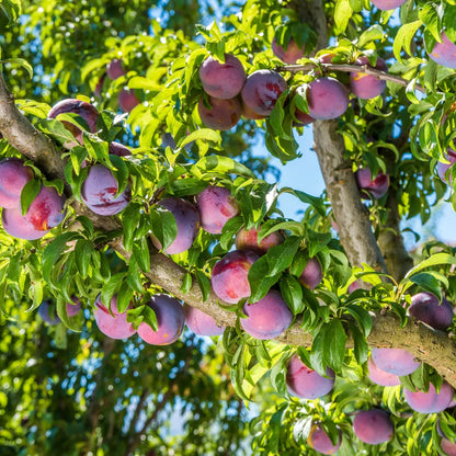 Plum Fruit Tree Prunus America – Hardy Fruit Tree Seeds