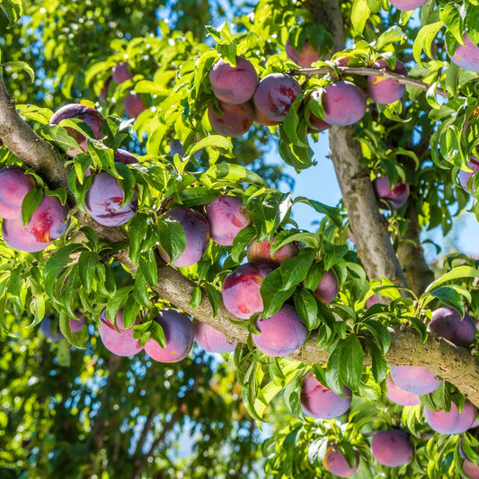 Plum Fruit Tree Prunus America – Hardy Fruit Tree Seeds