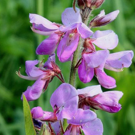 Showy Tick Trefoil – Hardy Wildflower Garden Seeds
