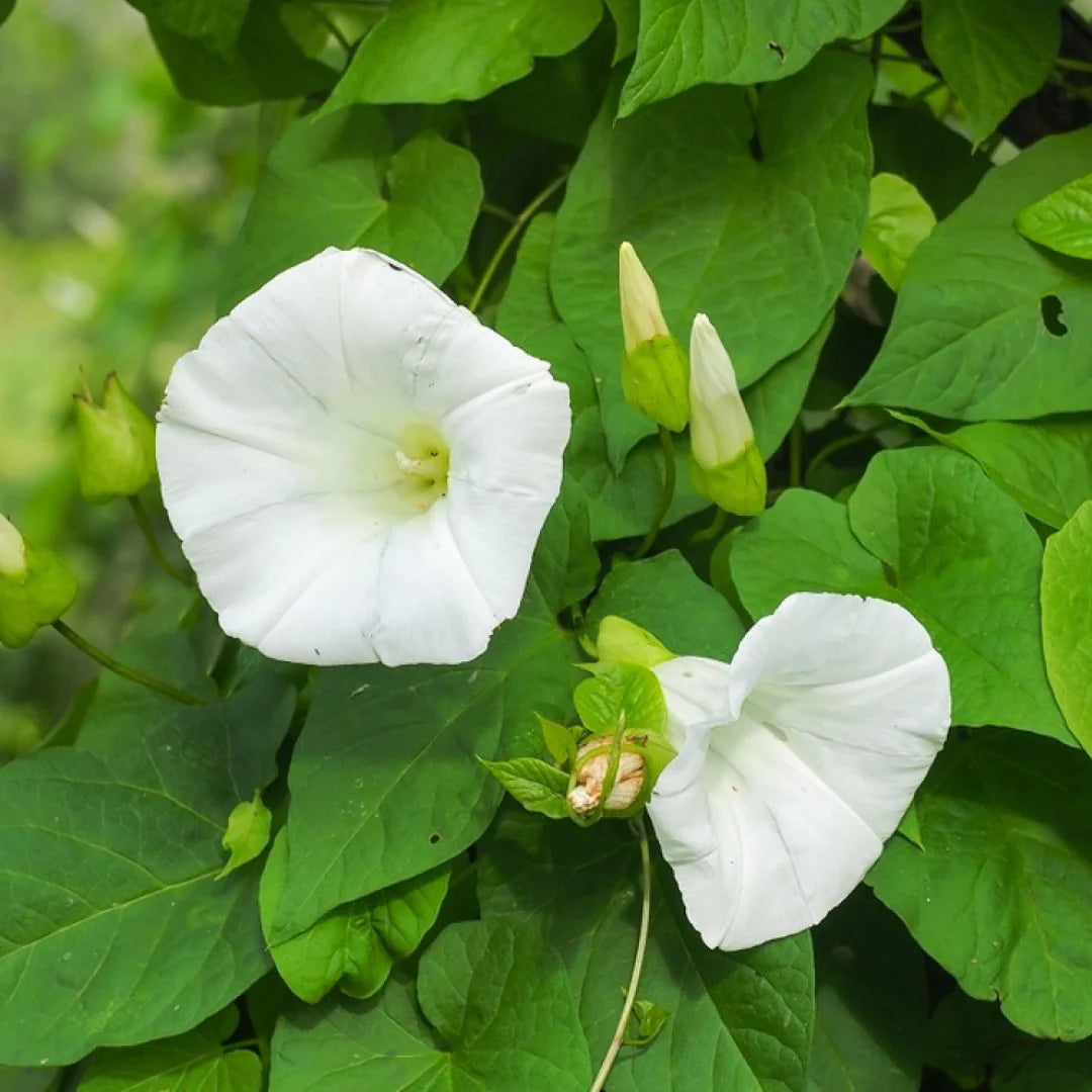 White Hige Ipomoea – Garden Flower Seeds