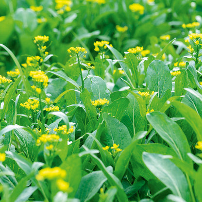 Yu Choy Sum – Fast Growing Leafy Vegetable Seeds