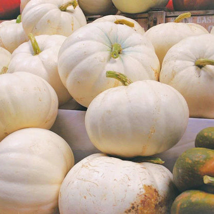 Pumpkin Lumina White Skin Variety Seeds – Rare White Type for Home Gardening