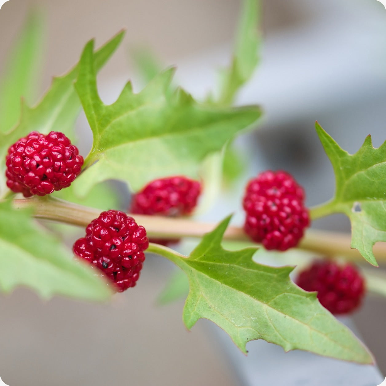 Strawberry Spinach Chenopodium Foliosum – Hardy Vegetable Seeds