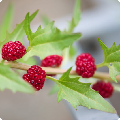 Strawberry Spinach Chenopodium Foliosum – Hardy Vegetable Seeds