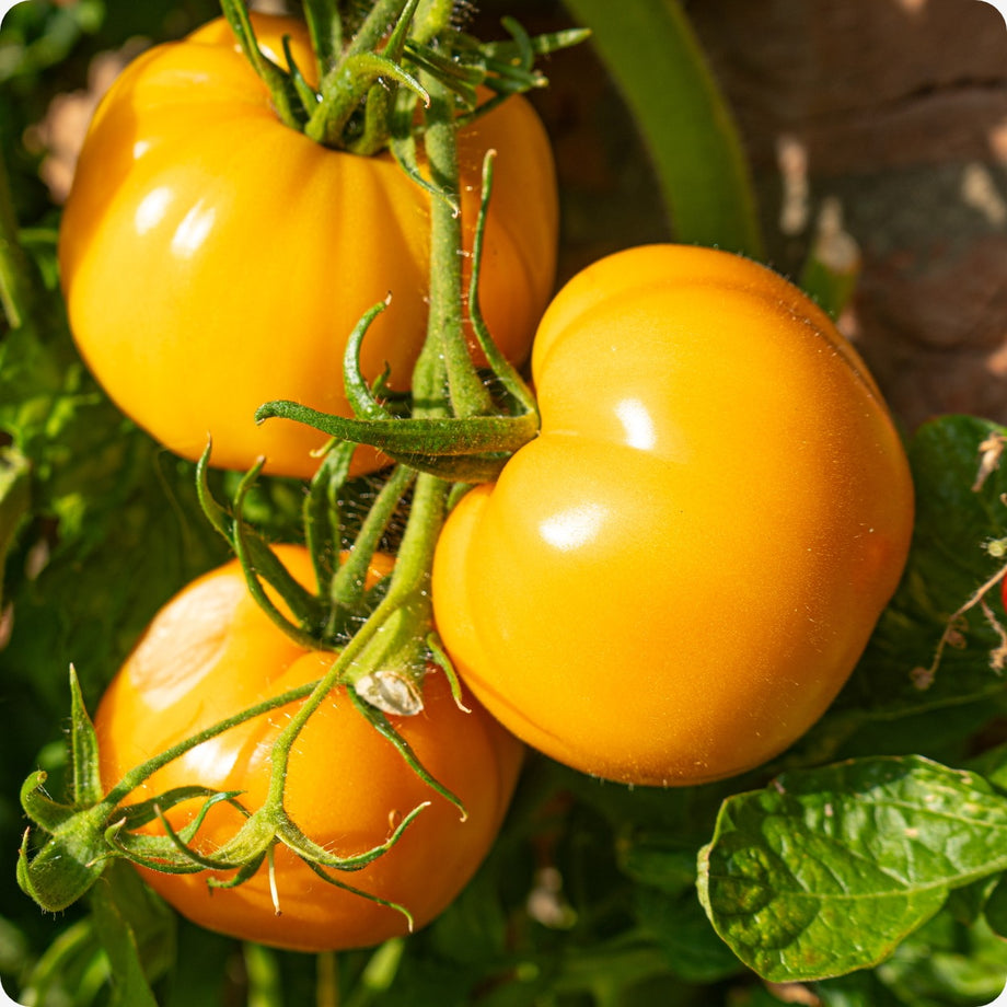 Gold Ball Tomato – Heirloom Vegetable Seeds