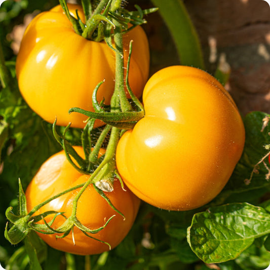 Gold Ball Tomato – Heirloom Vegetable Seeds
