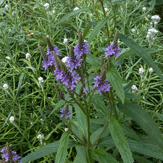 Blue Vervain Verbena – Hardy Wildflower Garden Seeds