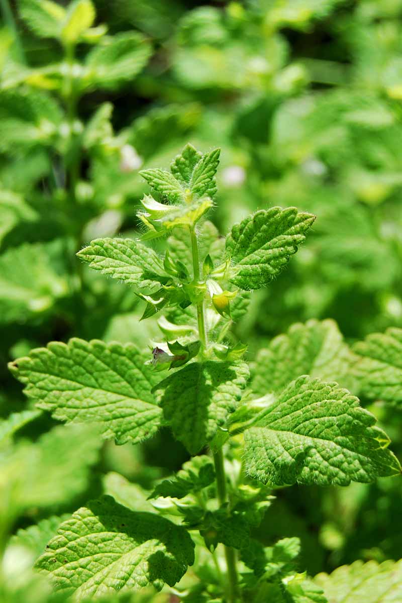 Citronella Lemon Balm – Perennial Herb Seeds