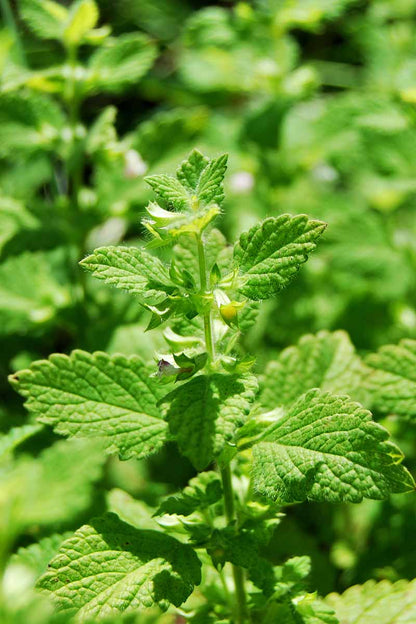 Citronella Lemon Balm – Perennial Herb Seeds