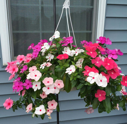 Bold Mix Vinca – Mixed, Perennial Flower Seeds