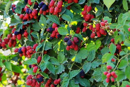 Raspberry – Fruit Garden Plants Natural Varieties