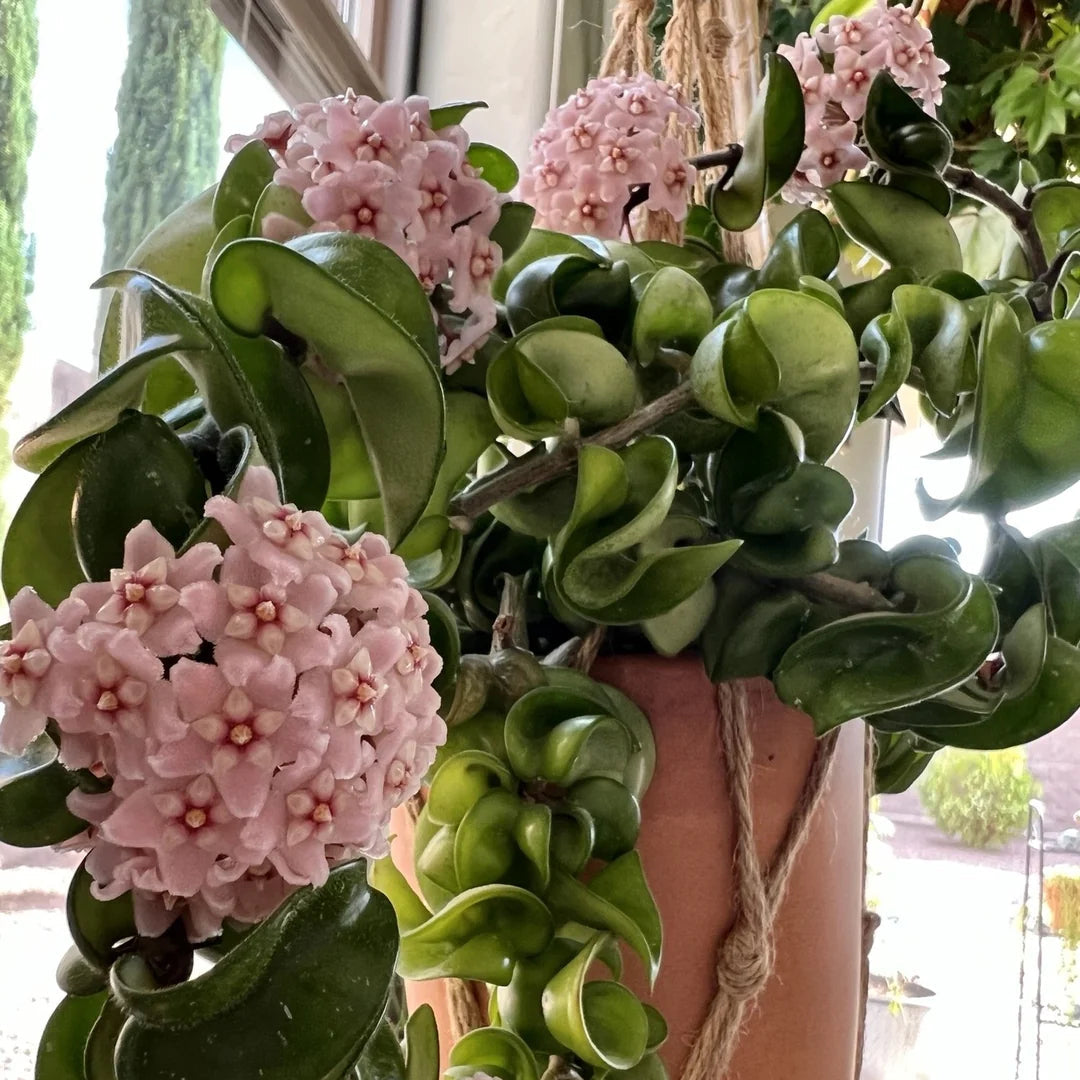 Hoya Carnosa ‘Compacta’ Flowering Plant Seeds – Twisted Foliage, Vining Houseplant Variety