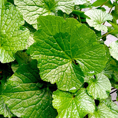 Wasabi Plant (Eutrema japonicum) Seeds for Planting – Heirloom, Non-GMO, Easy to Grow, Indoor and Outdoor Variety