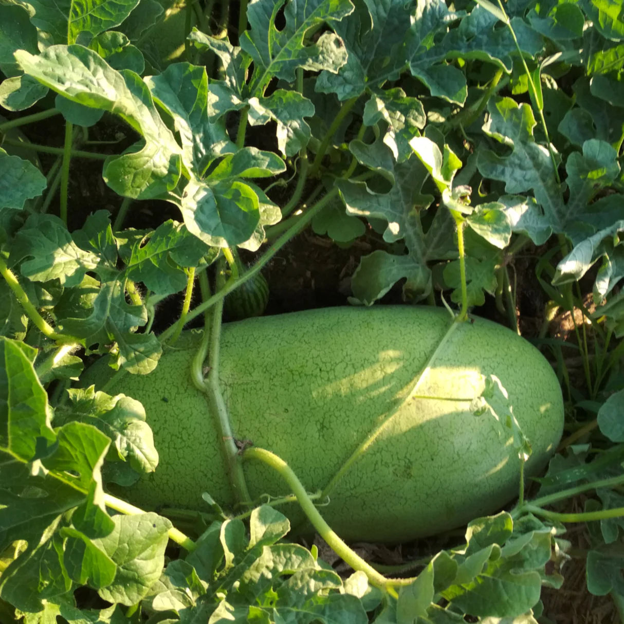 Charleston Gray Watermelon Seeds – Heirloom, Non-GMO, High-Yield, Large Oblong Variety