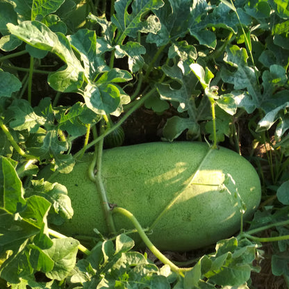 Charleston Gray Watermelon Seeds – Heirloom, Non-GMO, High-Yield, Large Oblong Variety