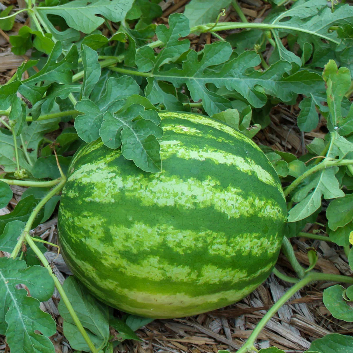 Crimson Sweet Watermelon Seeds – Heirloom, Non-GMO, High-Yield Sweet Red Flesh Variety