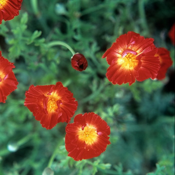 Eschscholzia Californica Fire Bush Seeds California Poppy  Fiery Orange-Red Blooms