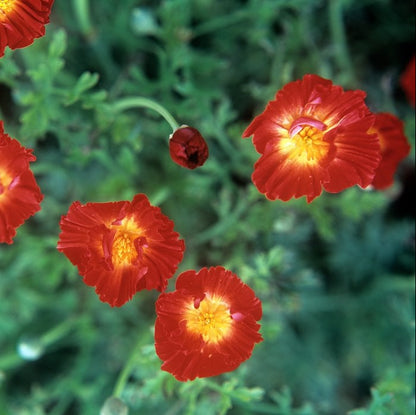 Eschscholzia Californica Fire Bush Seeds California Poppy  Fiery Orange-Red Blooms