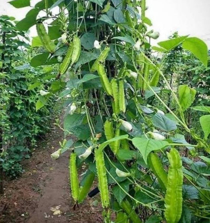 Winged Bean Psophocarpus Tetragonolobus – Nitrogen Fixing Vegetable Seeds