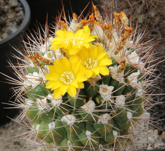 Weingartia Lanata Rebutia Neocumingii – Decorative Cactus Seeds