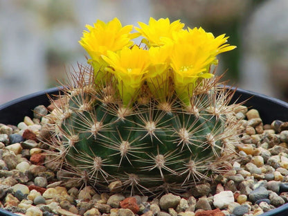 Weingartia Lanata Rebutia Neocumingii – Decorative Cactus Seeds