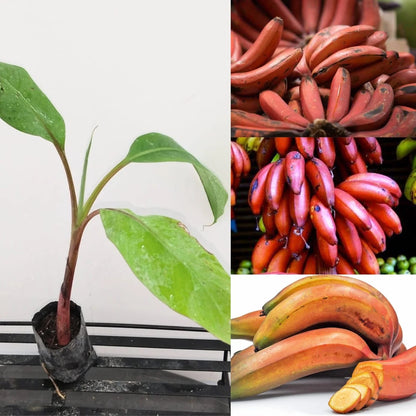 Red Banana Seeds for Planting – Heirloom, Non-GMO, Musa Acuminata Red Variety, Easy to Grow