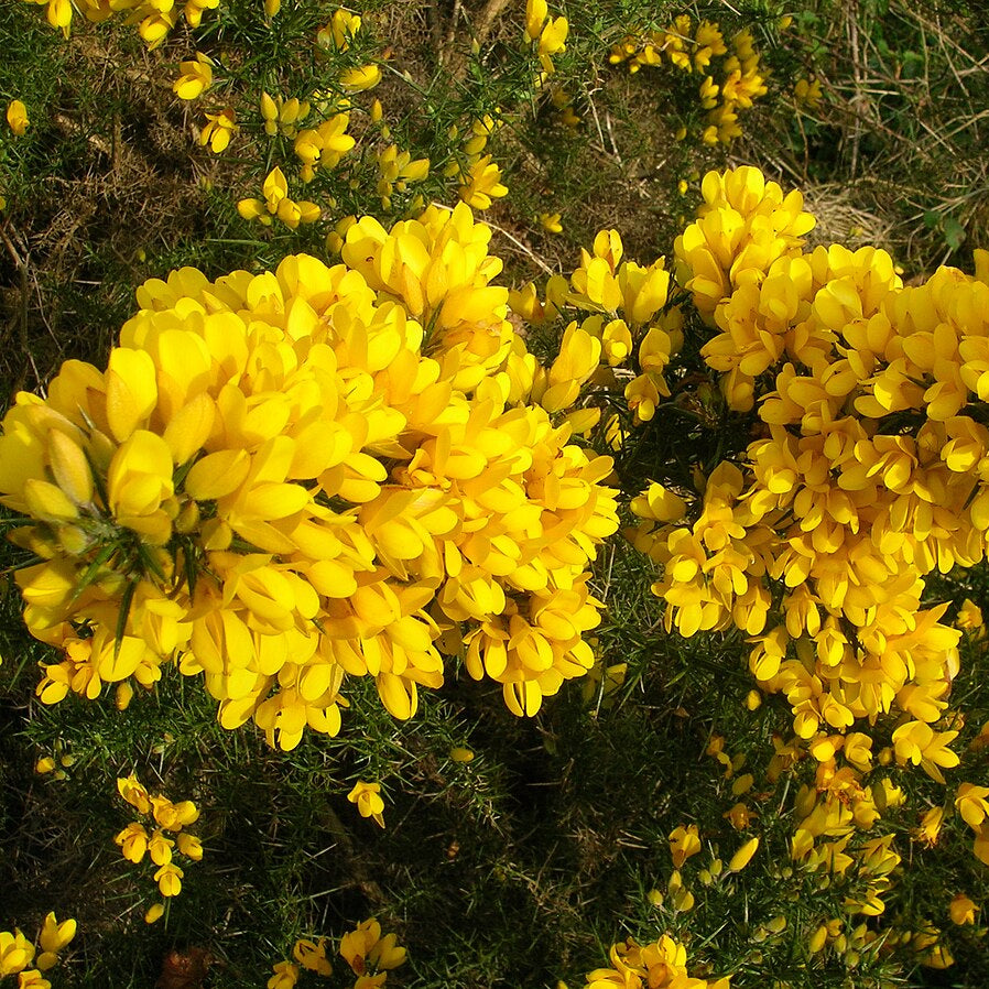 Golden Gorse Bloom Seeds – Heirloom, Non-GMO, Hardy Shrub, Early-Season Yellow Flowers