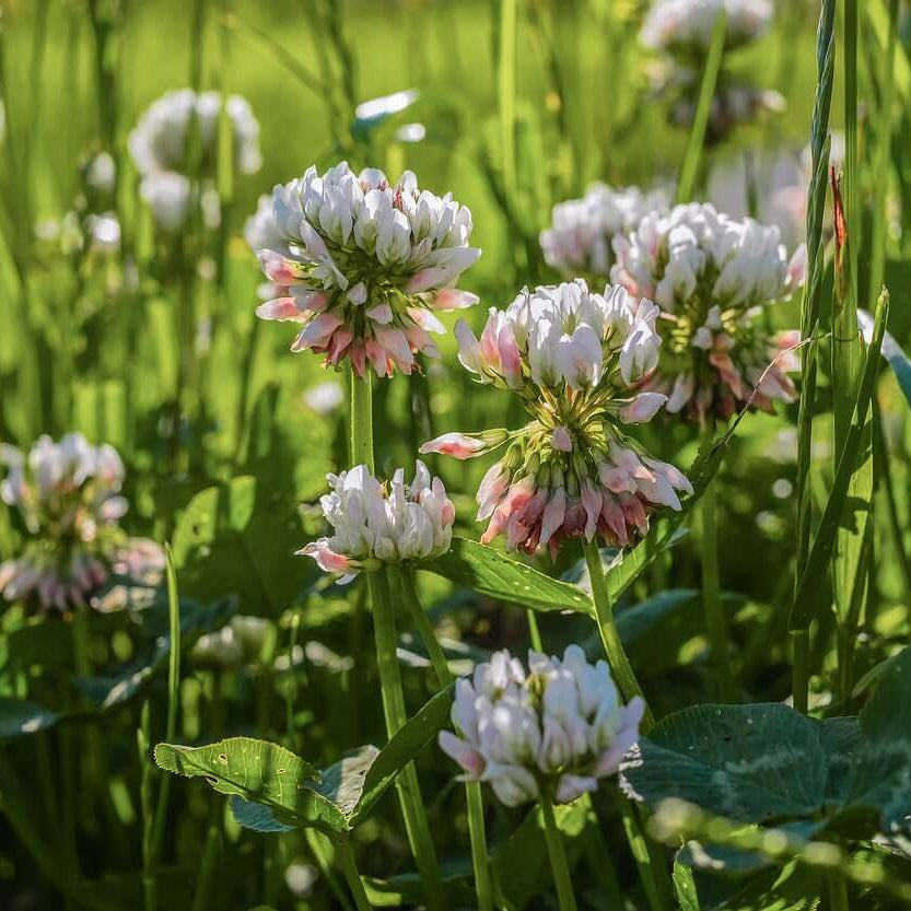Clover Mix Seeds for Planting – White Clover, Red Clover, Microclover Blend, Heirloom, Non-GMO, Low-Growing, Lawn-Friendly