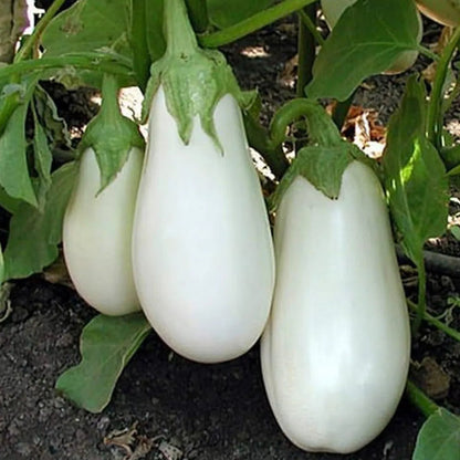 White Round Eggplant Solanum Melongena – Hardy Vegetable Seeds