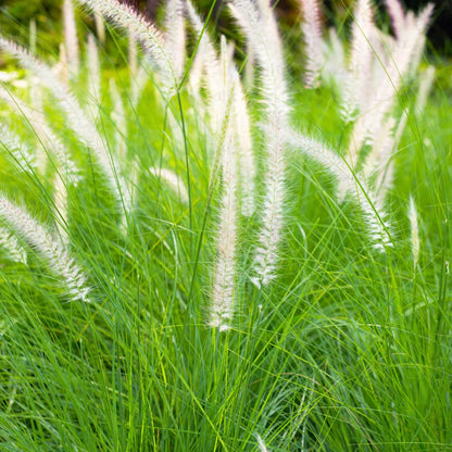 White Fountain Grass Seeds, Pennisetum Setaceum ‘Alba’ Elegant Ornamental Landscaping Grass Seeds