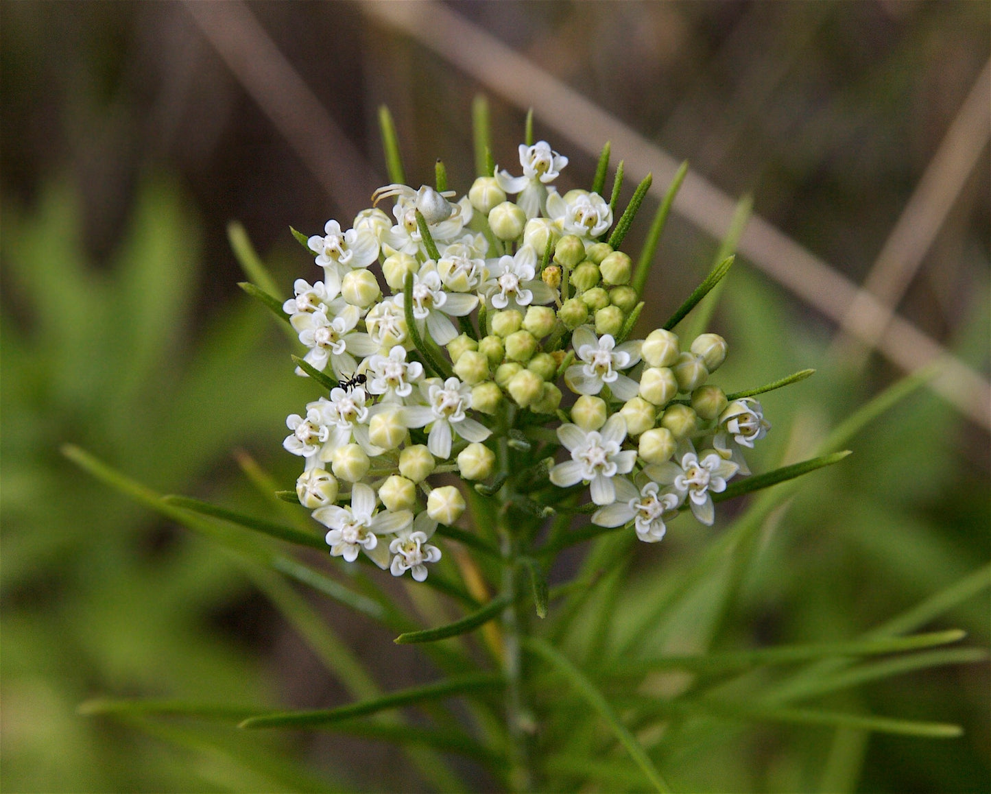 Whorled Milkweed – Native Perennial Wildflower Seeds
