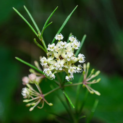 Whorled Milkweed – Native Perennial Wildflower Seeds