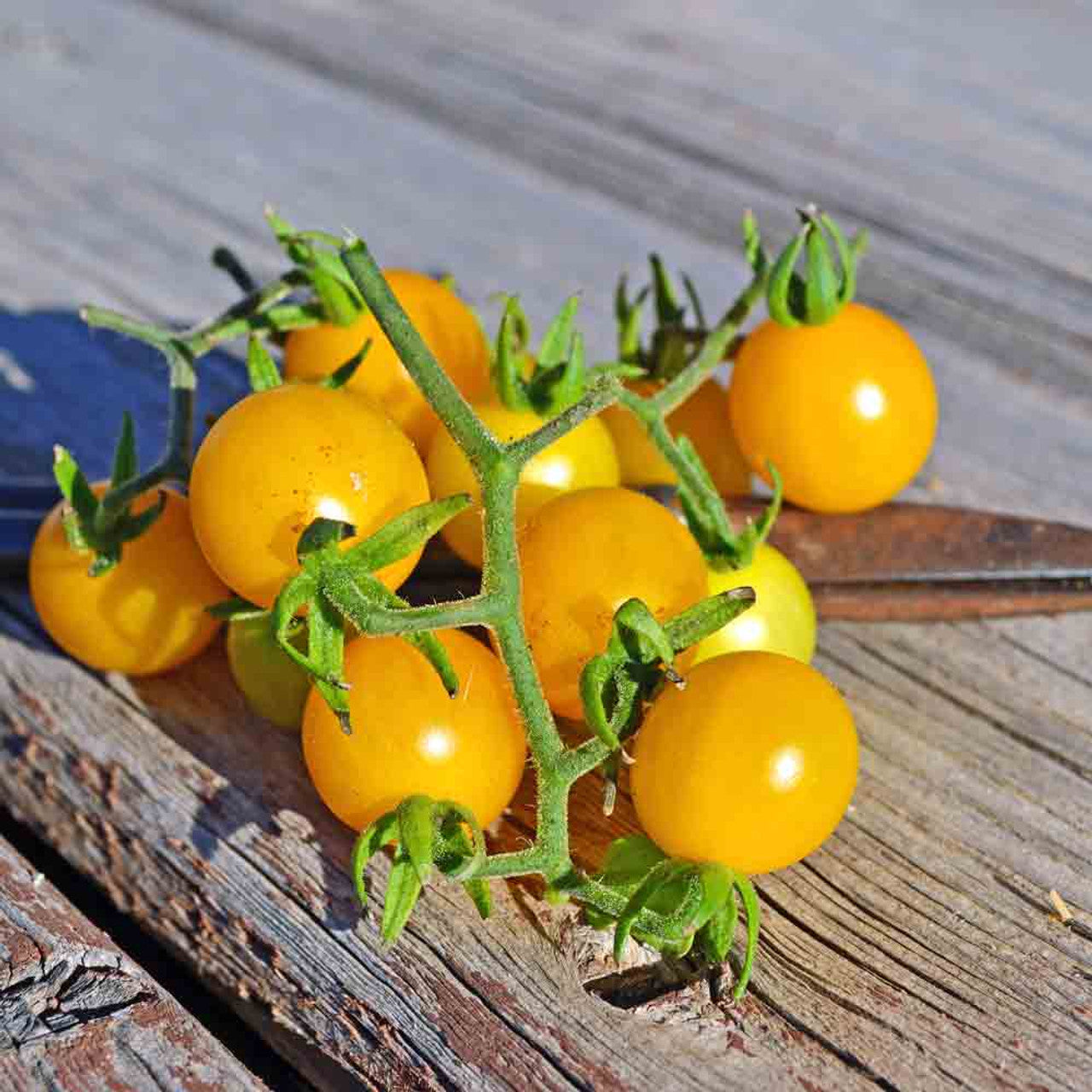 Galapagos Island Tomato Solanum Cheesmaniae – Hardy Vegetable Seeds