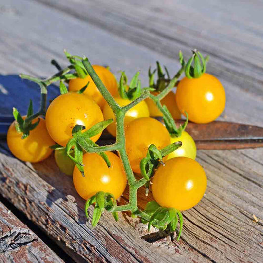 Galapagos Island Tomato Solanum Cheesmaniae – Hardy Vegetable Seeds