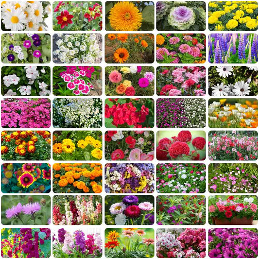 Mixed Flower Seed Pack – Variety Garden Flower Seeds