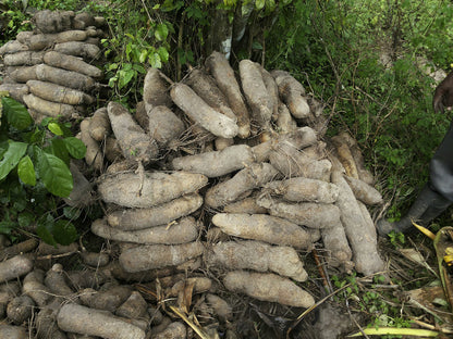 Yam Root (Dioscorea) Vegetable Seeds for Planting – Heirloom, Non-GMO, Easy to Grow, Annual Crop