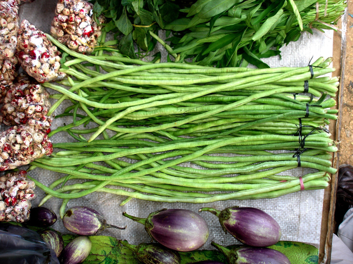 Yard Long Bean Vigna Sesquipedalis – Hardy Vegetable Garden Seeds